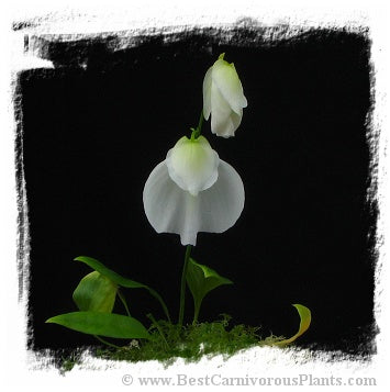 Utricularia praetermissa