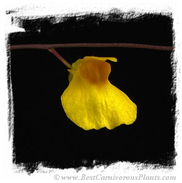 Utricularia prehensilis {Mkambati Natural Reserve, Eastern Cape, S.A.}