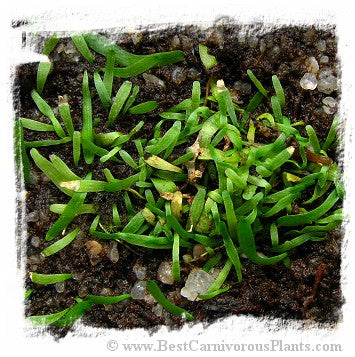 Utricularia prehensilis {Eastern Transwaal}
