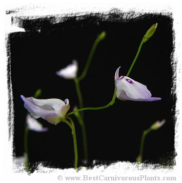 Utricularia pubescens {Ilu Tepui} *BCP Import*