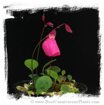 Utricularia quelchii {Christian Klein clone} *BCP Import*