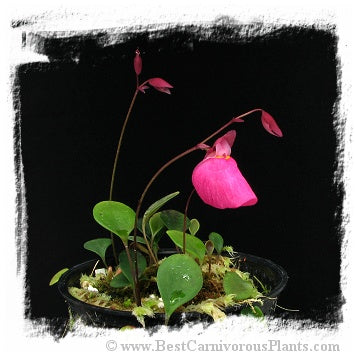 Utricularia quelchii {Ilu Tepui} *BCP Import*