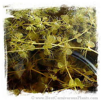 Utricularia reflexa {Okavango Swamp, Botswana} / 5+ plants