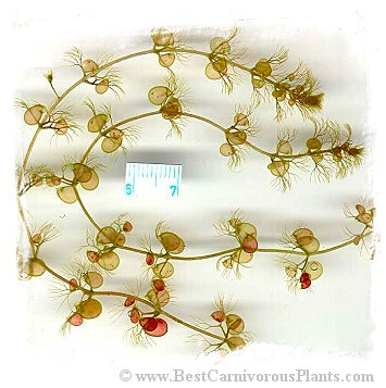 Utricularia reflexa {huge traps, Zambia} / 5+ plants *BCP Import*