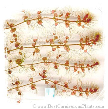 Utricularia reflexa {Okavango Swamp, Botswana} / 5+ plants *BCP Import*