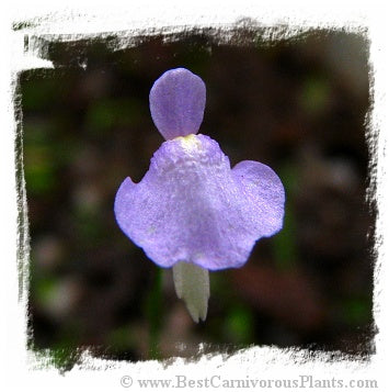 Utricularia simplex {Karridale, WA} *BCP Import*