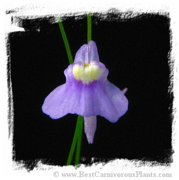 Utricularia spec. Kerala {=U. bisquamata}