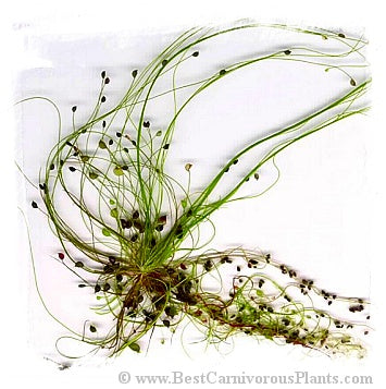 Utricularia volubilis {SW Australia} / 1+ plants