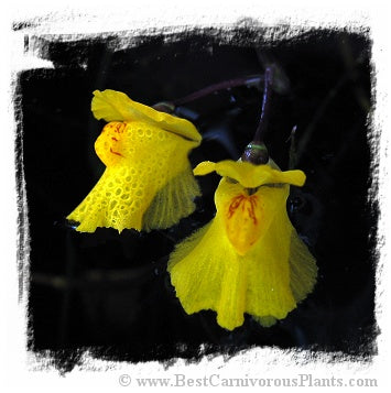 Utricularia vulgaris {Czech Republic} (25 seeds)